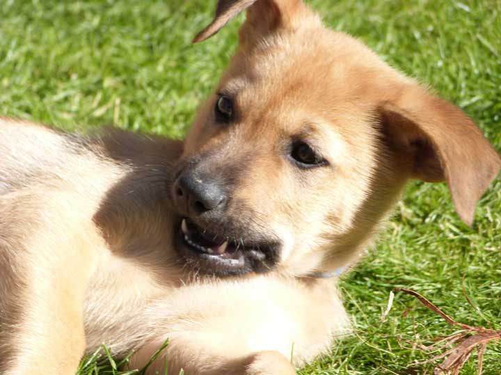 chinook puppy